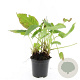 Persicaria amplexicaulis GM C1.3