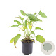 Persicaria amplexicaulis GM C1.3