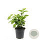 Philadelphus coronarius GM C1.3