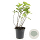 Philadelphus coronarius GM C1.3