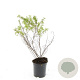 Potentilla f. 'Blink' GM C1.3