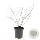Potentilla f. 'Blink' GM C1.3