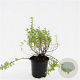 Potentilla f. 'Blink' GM C1.3