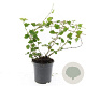 Rubus 'Betty Ashburner' GM C1.3