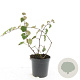 Rubus 'Betty Ashburner' GM C1.3