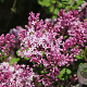 Syringa meyeri Lillifee 40-50 cm 5,0L