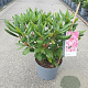 Rhododendron 'Cosmopolitan' 30-40 cm 5,0L