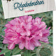 Rhododendron (AP) 'Graziella' 30-35 cm 5,0L