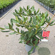 Rhododendron 'Nova Zembla' 30-40 cm 5,0L