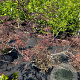 Sambucus nigra Black Lace 80-100 cm 3,0L