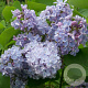 Syringa v. 'Président Grévy' 60-80 cm 13L
