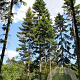 Abies grandis 250-300 cm draadkluit solitair