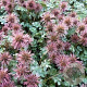 Acaena microphylla 'Dichte Matte' GM P9 BIO