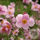 Anemone hupehensis GM P9 BIO