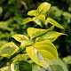 Cornus alternifolia 'Wstackman' 175-200 cm draadkluit struik op Stam