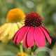Echinacea 'Cheyenne Spirit' GM P9 BIO