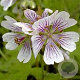 Geranium renardii GM P9 BIO