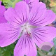 Geranium 'Sirak' GM P9 BIO