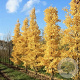 Ginkgo bil. 'Menhir' 125-150 cm met kluit