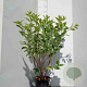Hydrangea pan. 'Kyushu' 60-80 cm 5,0L