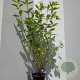 Hydrangea pan. 'Phantom' 60-80 cm 5,0L