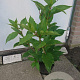 Hydrangea pan. 'Phantom' 60-80 cm 5,0L