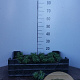 Iberis sempervirens GM P9 BIO