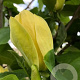 Magnolia brookl. 'Yellow Bird' 125 cm met kluit