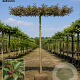 Malus 'Hyslop' 12-14 HO draadkluit 220 cm stam dakvorm