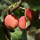 Malus 'Hyslop' 12-14 HO draadkluit 220 cm stam dakvorm