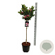 Magnolia 'March Till Frost' 125-150 cm met kluit meerstammig