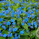 Omphalodes verna GM P9 BIO