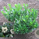 Prunus l. 'Gajo' 30-40 cm met kluit