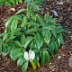 Prunus l. 'Mount Vernon' 30-40 cm 4,0L