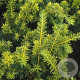 Taxus b. 'Summergold' 100-125 cm met kluit solitair