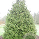 Thujopsis dolabrata 250-300 cm draadkluit solitair