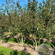 Viburnum bodn. 'Charles Lamont' 200-250 cm draadkluit struik