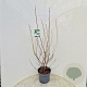 Viburnum opulus 'Roseum' 140-160 cm 10L