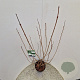 Viburnum opulus 'Roseum' 140-160 cm 10L