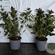 Weigela florida 'Tango' 30-40 cm 2,0L