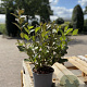 Weigela florida 'Tango' 30-40 cm 2,0L
