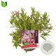 Weigela Picobella Rosa 25-30 cm 3,0L