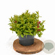 Weigela Picobella Rosso 25-30 cm 3,0L
