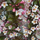Weigela Vintage Love 25-30 cm 3,0L