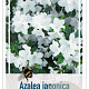 Rhododendron 'Windsor Lad' 20-25 cm 2,0L