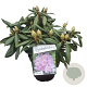 Rhododendron yakushimanum Caroline Allbrook' 30 cm 5,0L