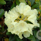 Rhododendron yakushimanum 'Millennium Gold' 20-30 cm 5,0L