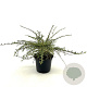 Cotoneaster atrop. 'Variegatus' 25-30 cm 2,0L