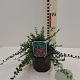 Cotoneaster microphyllus 20-25 cm 2,0L
