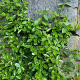 Euonymus fortunei radicans 20-25 cm 2,0L